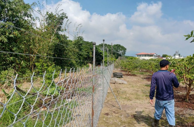 設「電圍網」防猴損害農田  高市農業局提高補助金23萬元