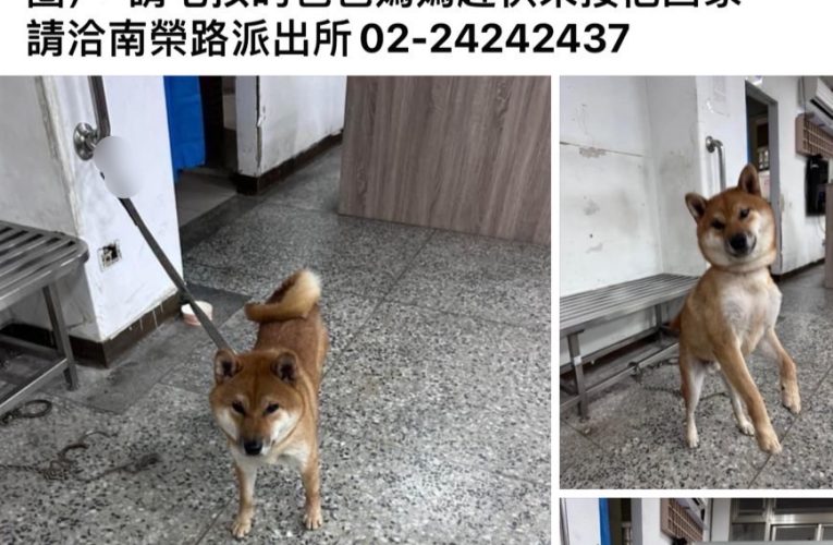 柴柴淘氣掛項圈牽繩大街遊蕩 基警社群網站PO文找到主人