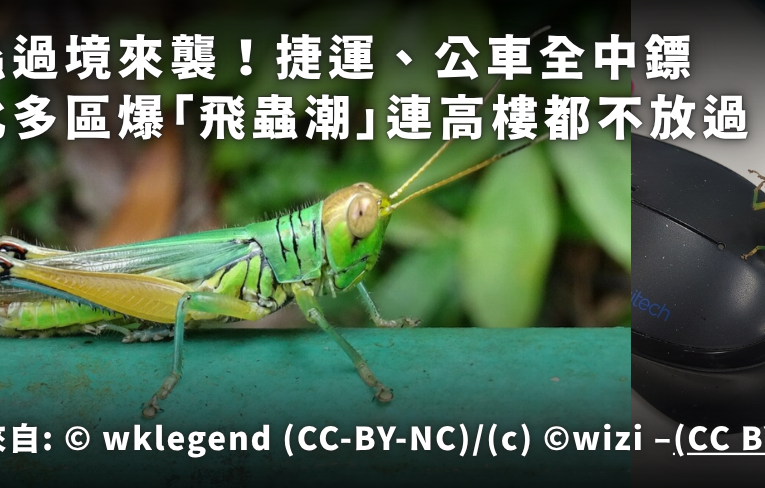 蝗蟲過境來襲！捷運、公車全中鏢　新北多區爆「飛蟲潮」連高樓都不放過