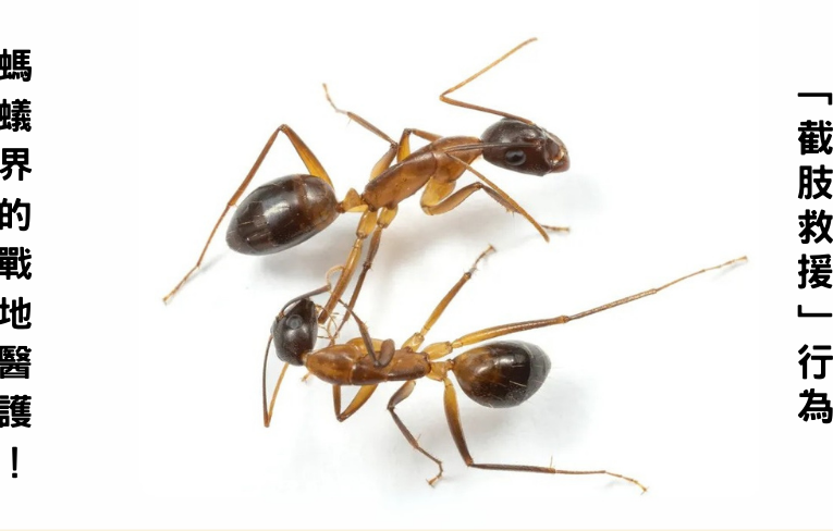 佛羅里達木蟻現驚人「截肢救援」行為 螞蟻界的戰地醫護！