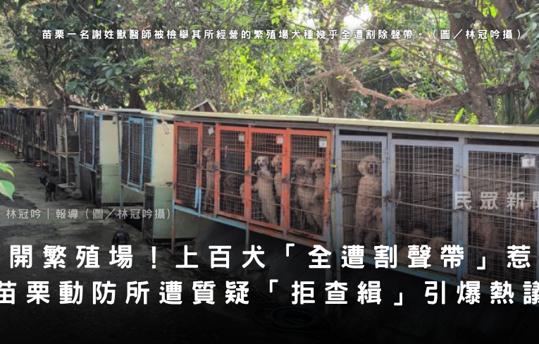 獸醫開繁殖場！上百犬「全遭割聲帶」惹眾怒 苗栗動防所遭質疑「拒查緝」引爆熱議