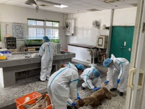 案發後，獸醫團隊對死亡羊駝進行解剖，發現體內含有「托福松」劇毒。（資料照）